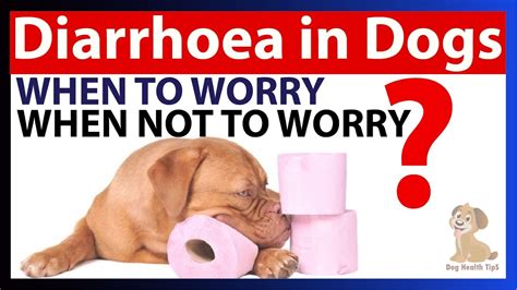 puppy has diarrhea symptoms.